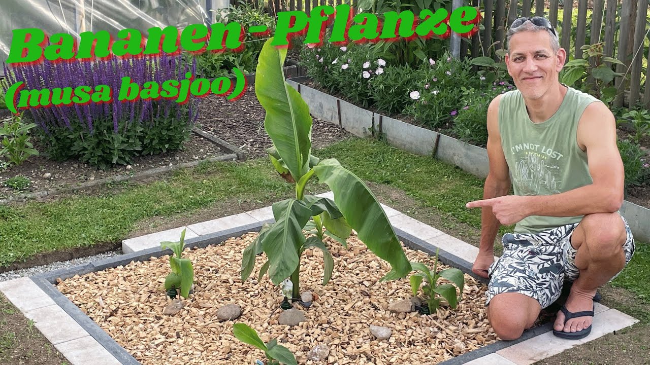 Bananenpflanze musa basjoo im Garten auspflanzen [Komplett-Anleitung]