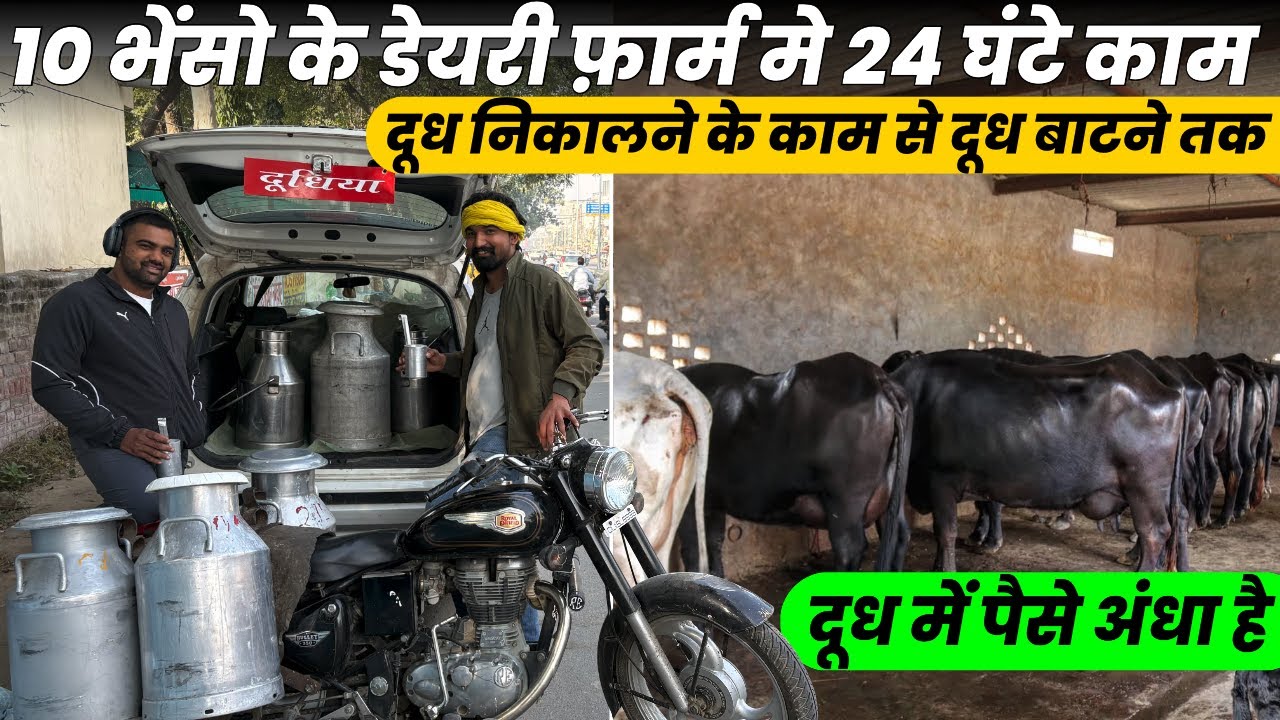 12 भैंस DairyFarm Lakho Kamai कैसे Low खर्च से DairyFarm,दूध DairyFarm बिज़नेस Plan