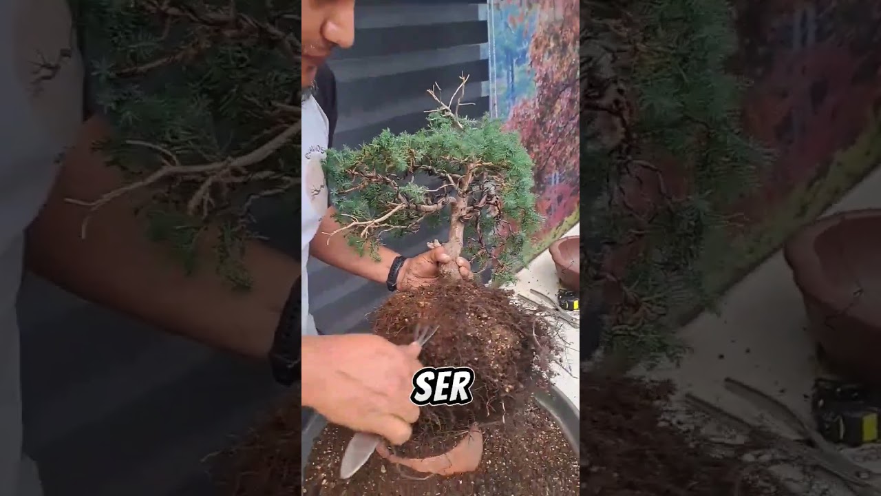&iquest;Como hacer que no se muera mi bonsai? Consejos Basicos