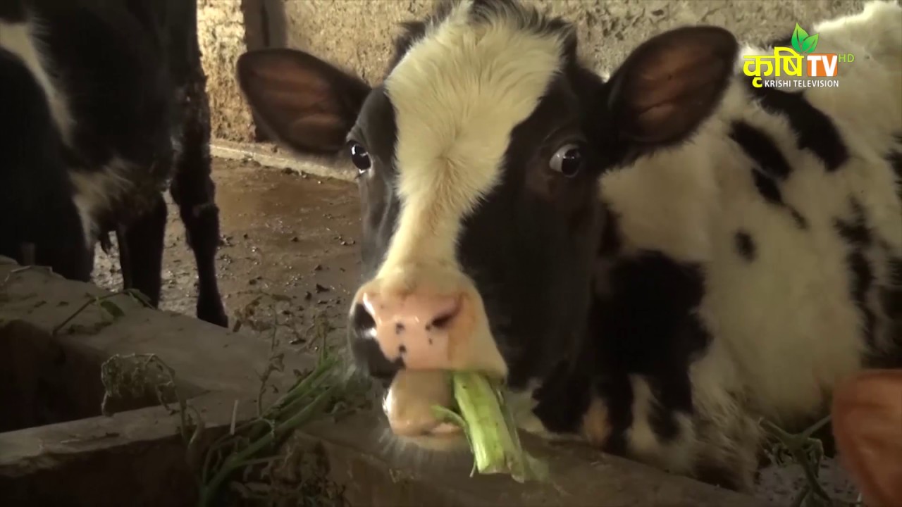 Dairy Darpan Episode 02