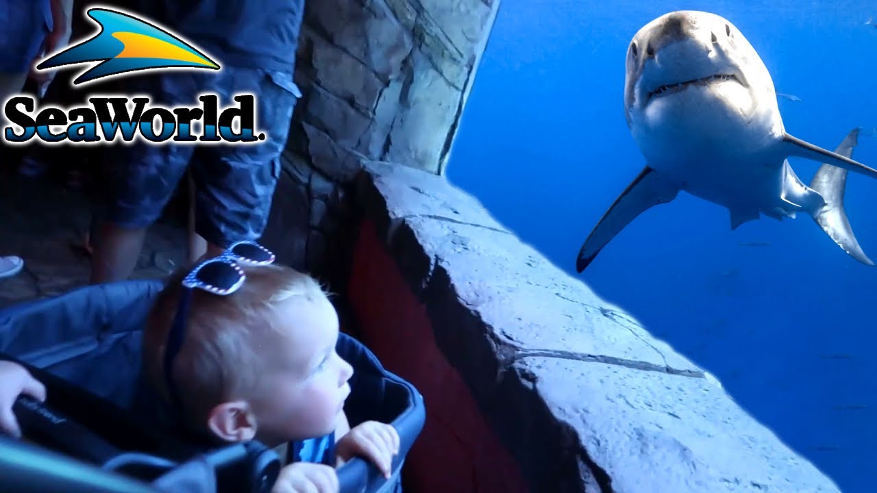 WE WENT TO SEA WORLD
