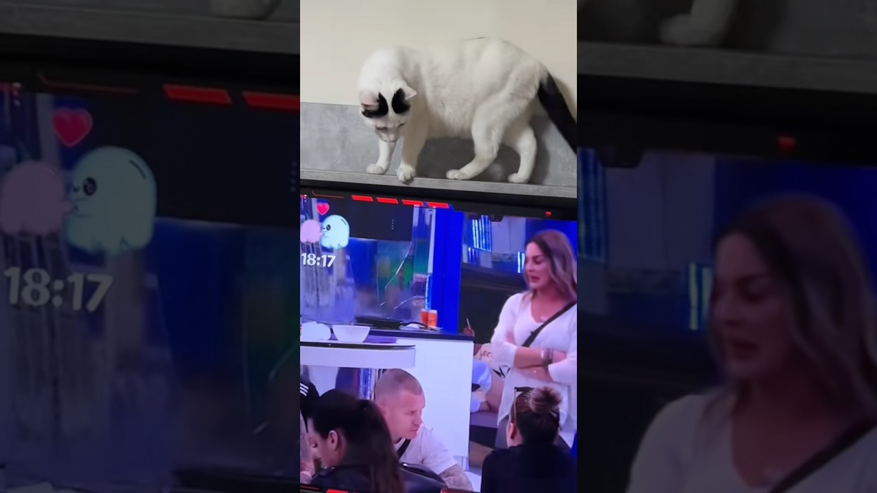 Sabka vs zadruga 