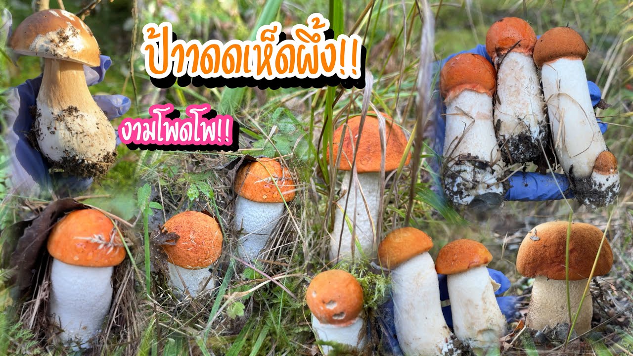 เห็ดผึ้งขาลายหมวกส้มขาขาวๆอวบๆ ดึงเอาๆ มันส์มาก🤩🍄
