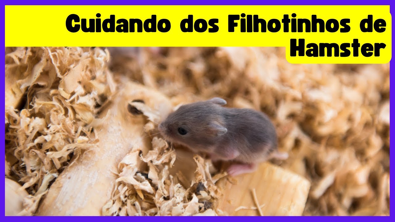 Cuidando dos Filhotinhos de Hamster Guia Completo para uma Experiência Adorável!