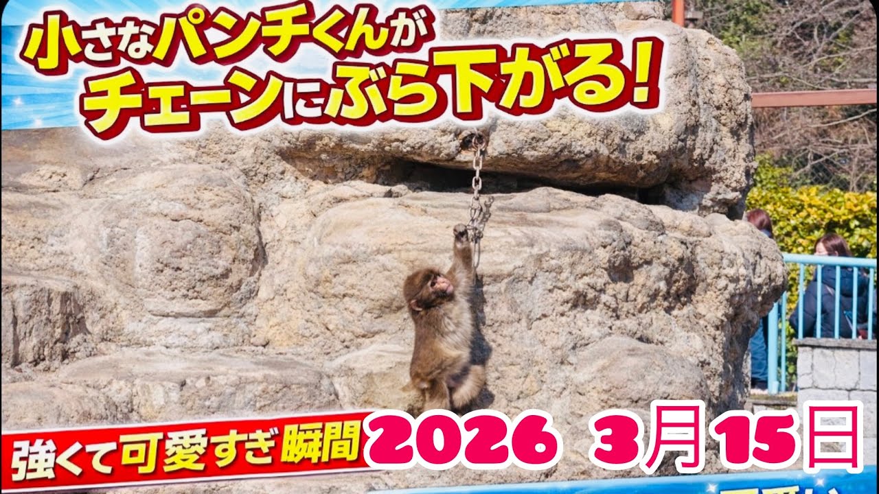 2026 3月15日パンチくんがチェーンにつかまってぶら下がっています！とても強くて、とても可愛いです。見ているだけで心が癒されます 🐒💖