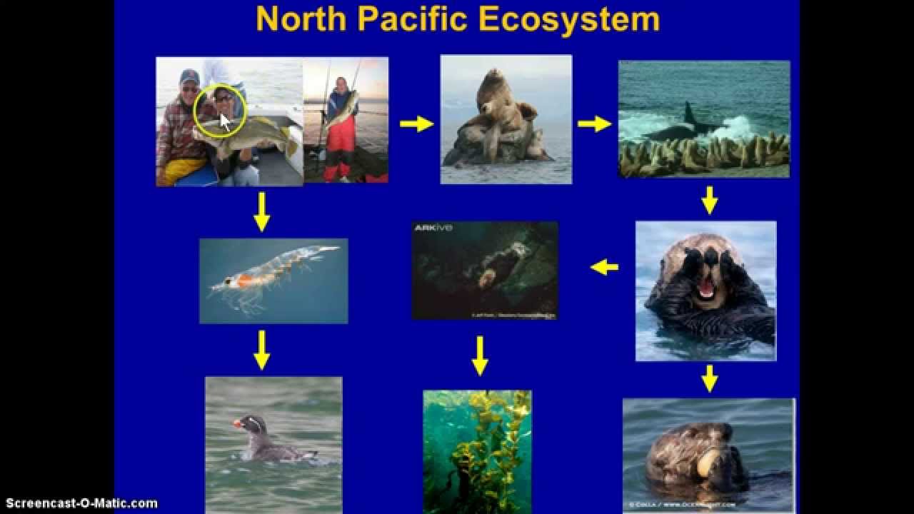 Fisheries and Trophic Cascades