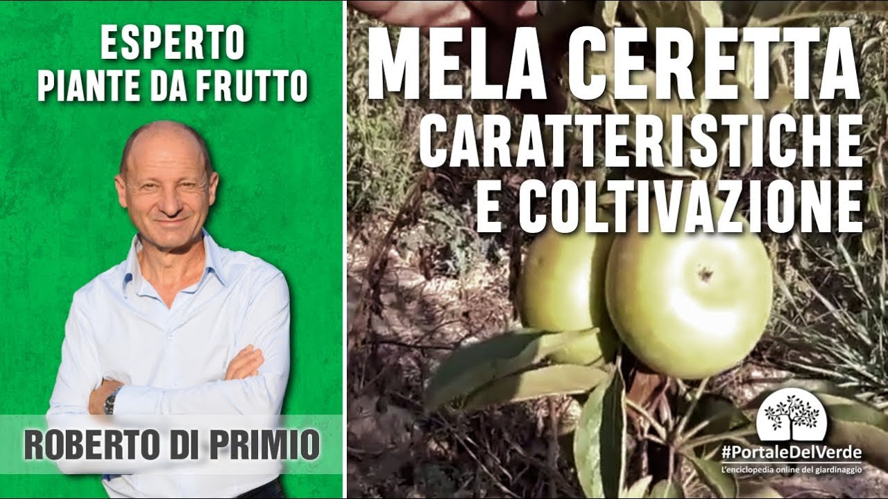 Frutti antichi: la mela ceretta