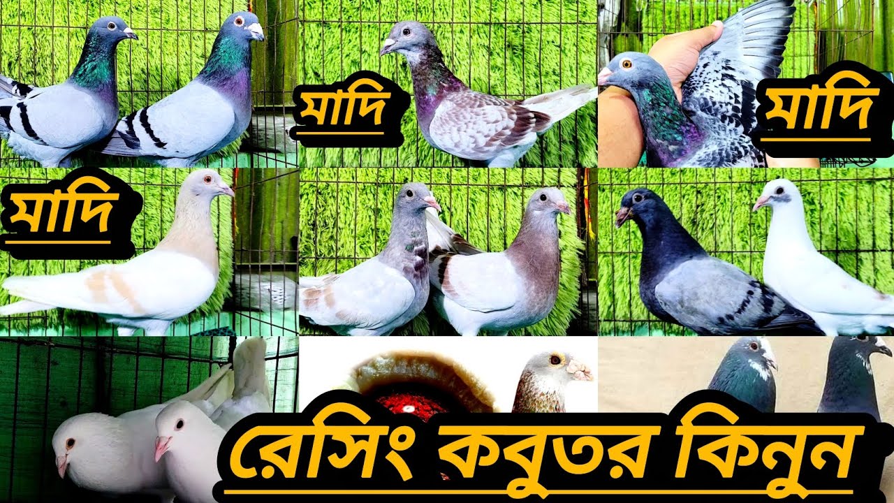 রেসার কবুতর কিনুন রেসার বেবি, মিলি, সবজি মাখছি,পাইট,কিরিম বার, ইত্যাদি @#৳%*