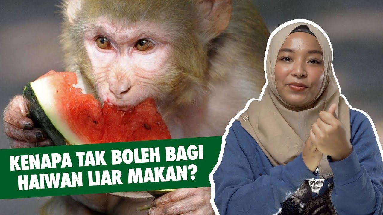 Kenapa Tak Boleh Bagi Haiwan Liar Makan?