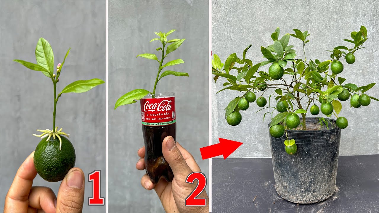 TECHNIQUE; how to grow lemon trees from fruit that grow quickly with this water...