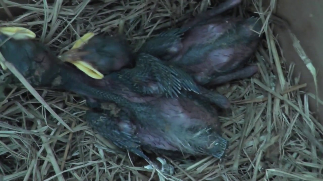 Saving Birds with Garth Vader