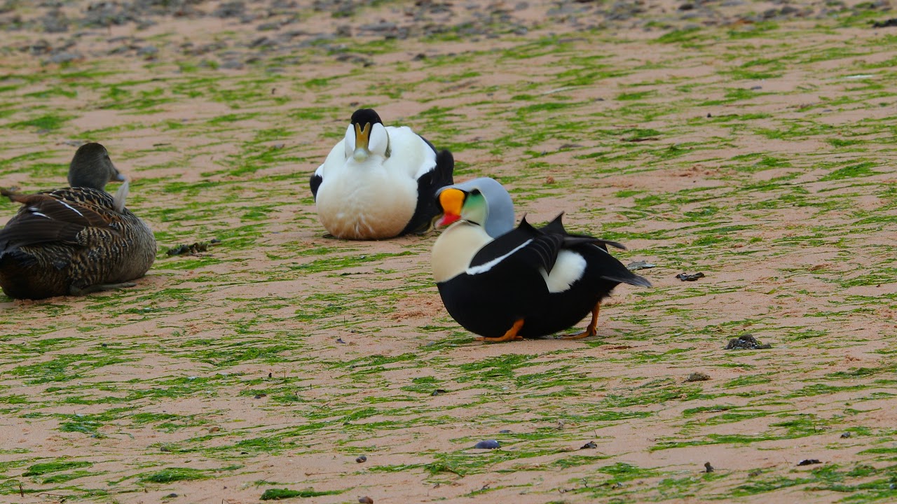 King Eider - Ythan Estuary