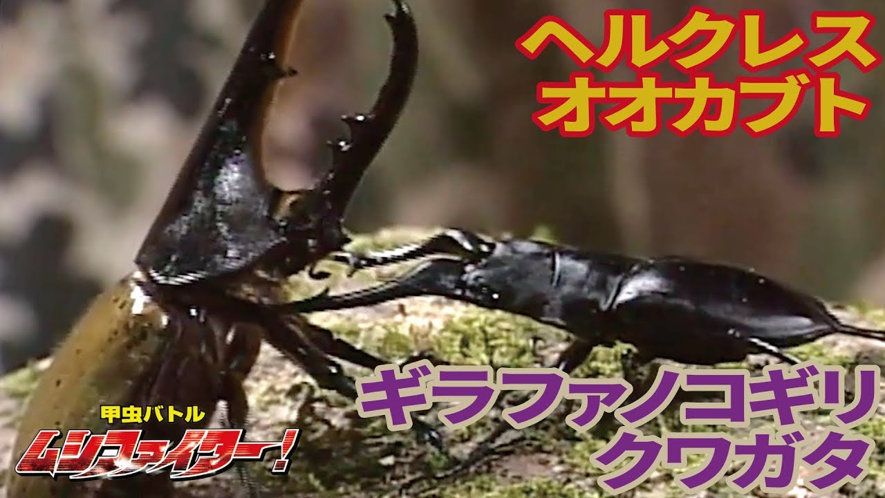 【公式】ギラファノコギリクワガタ vs ヘルクレスオオカブト（ヘラクレスオオカブト）【甲虫バトル ムシファイター！】#14