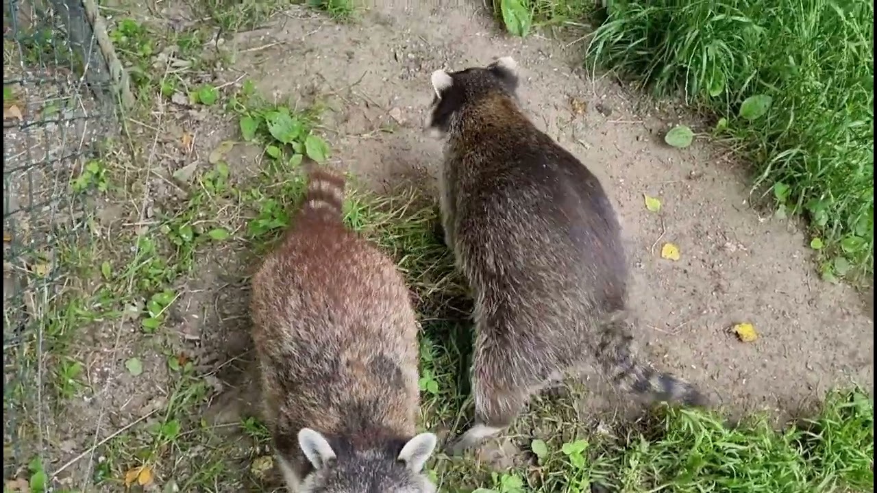 Munkholm zoo, s&oslash;de dyr.