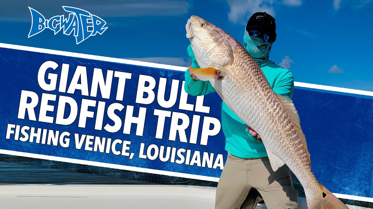 Giant Bull Redfish Fishing with Country Steve in Venice, Louisiana