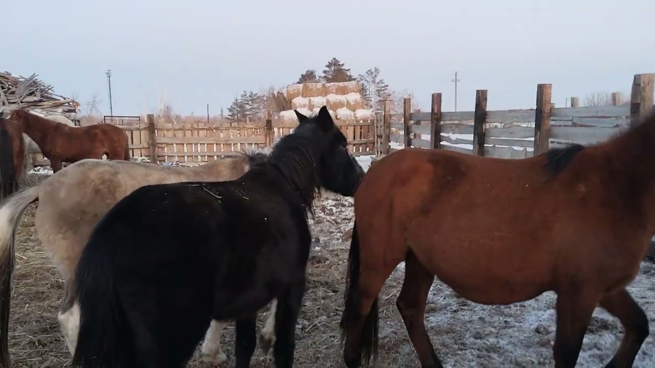 Жеребца поставили отдельно,агрессивная корова отелилась.