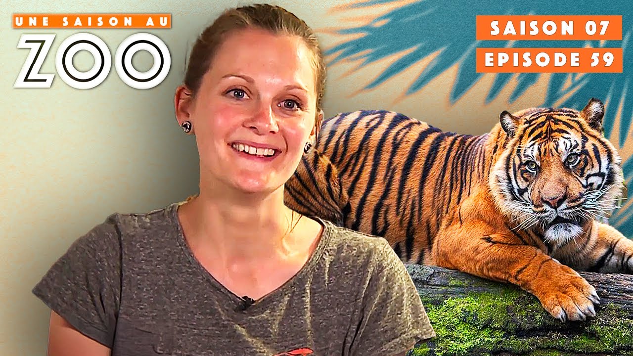 C'est l'Anniv de Wanita, la Tigresse de Sumatra ! | S07EP59 | Émission intégrale | Une saison au zoo