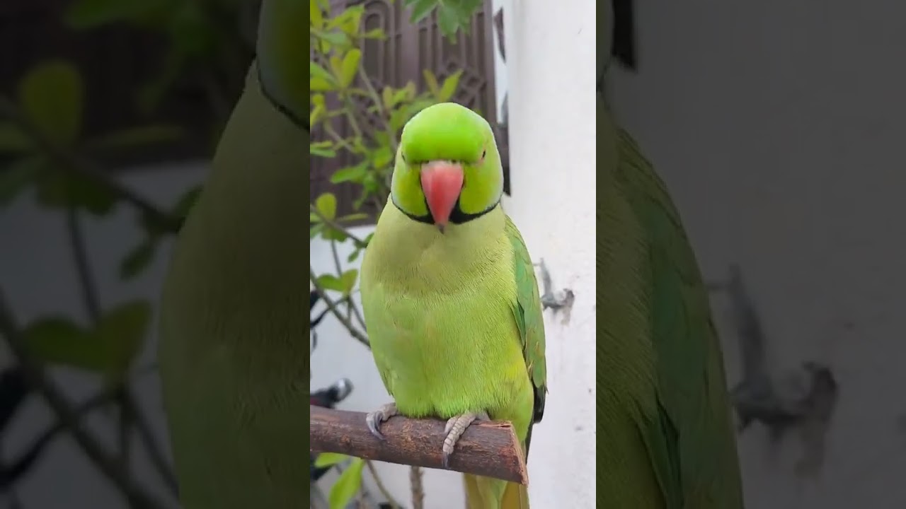 Meow #shortvideo #parrot #birddogtv #animaldog #funny #dogtv #dogbreeds #talkingparrot #petstv #