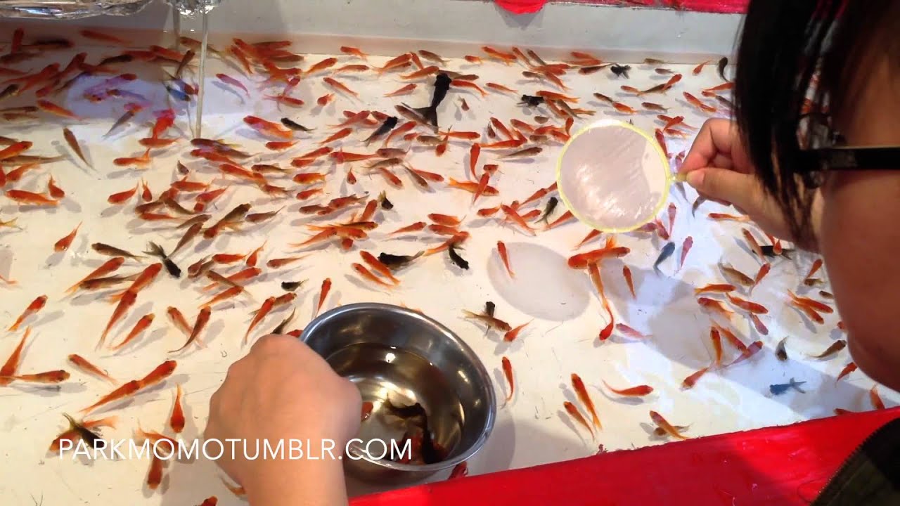 金魚掬い - Juego de pesca en festivales Japoneses