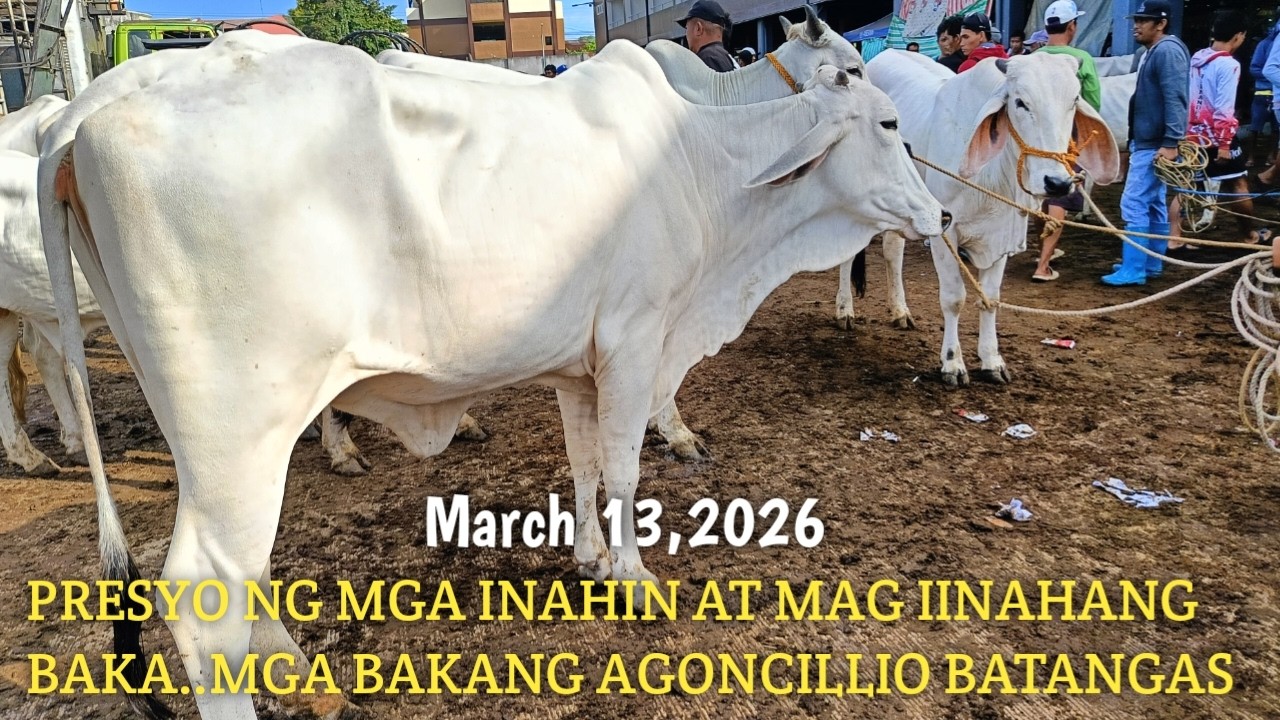 Mga Quality na inahin at Mag iinahang Baka!