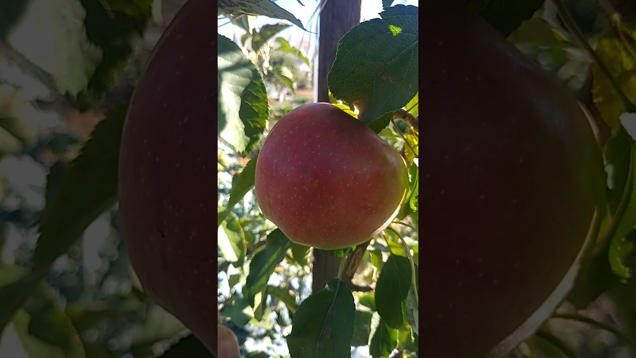 Яблоня Лигол / Apple Ligol