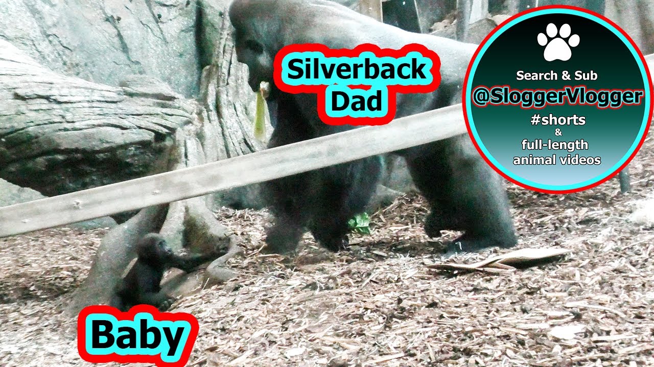Sweet Moments Between Silverback Gorilla And Baby Daughter