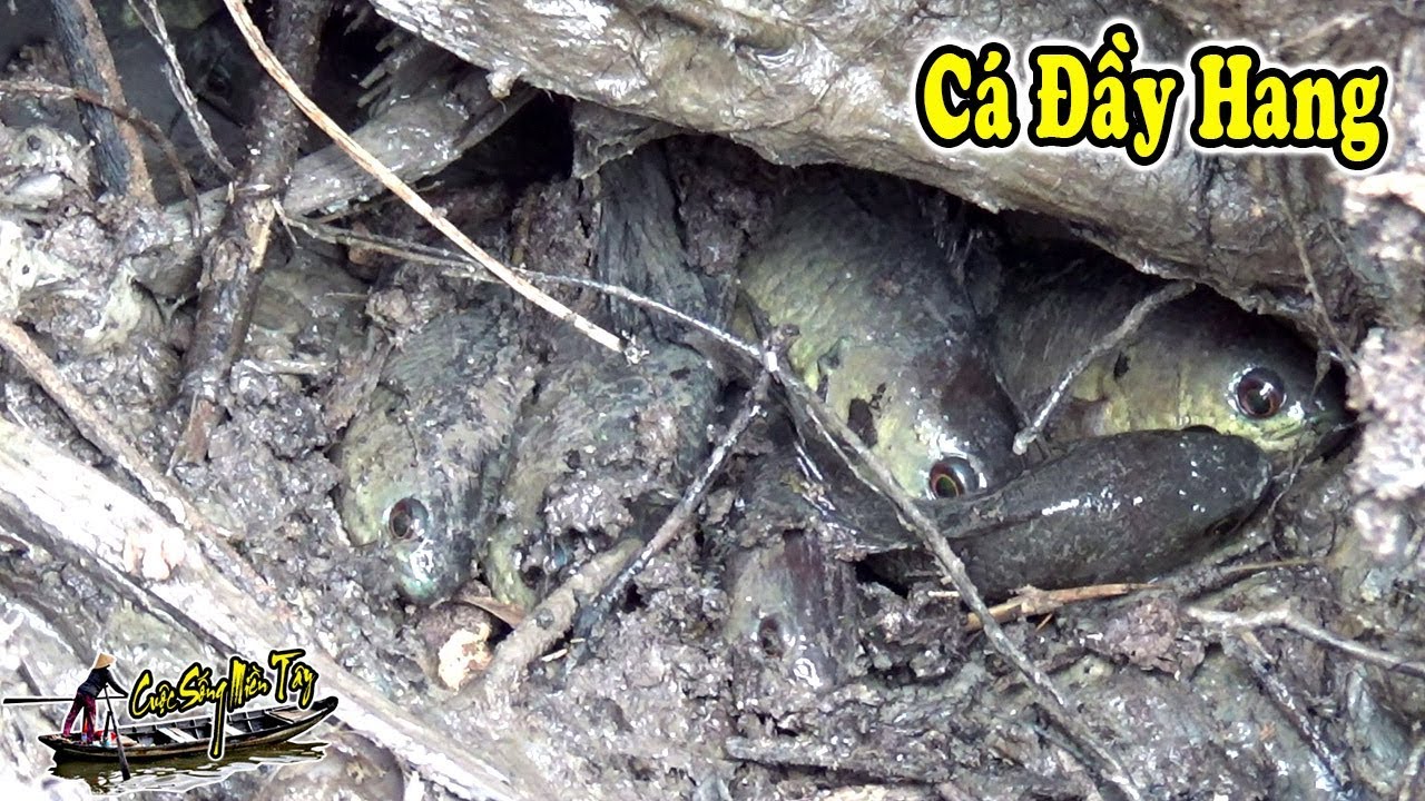 Tát Đìa Bắt Cá Đầu Vụ Đông Xuân Cá Rô Cá Lóc Đầy Cả Hang | FISHING | NGÃ NĂM TV