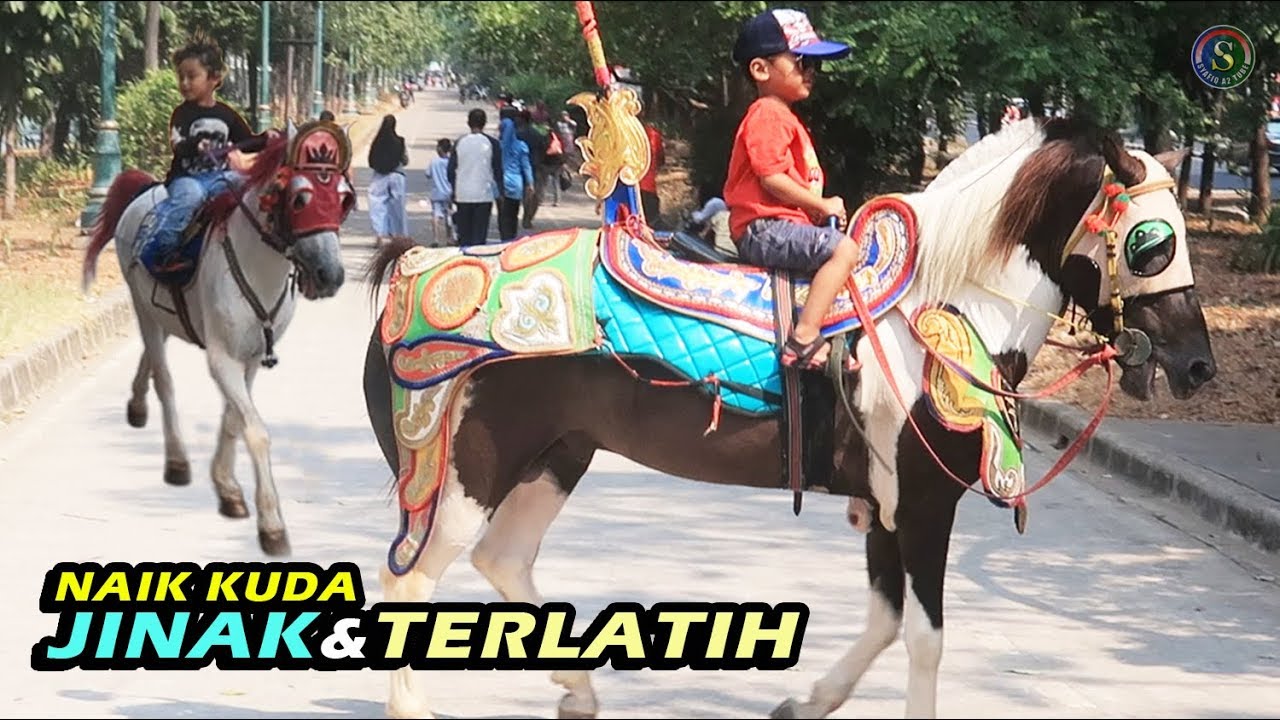 NAIK DELMAN, NAIK KUDA WARNA WARNI JINAK & TERLATIH ASIK BANGET || NAIK DELMAN ISTIMEWA