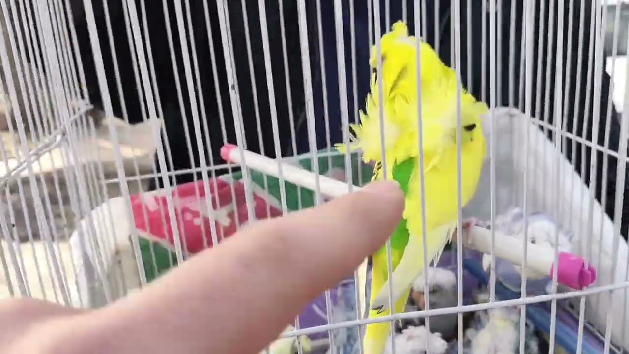 للبيع فلل مستويات قويه وزيبرا بأرقام اصحابها