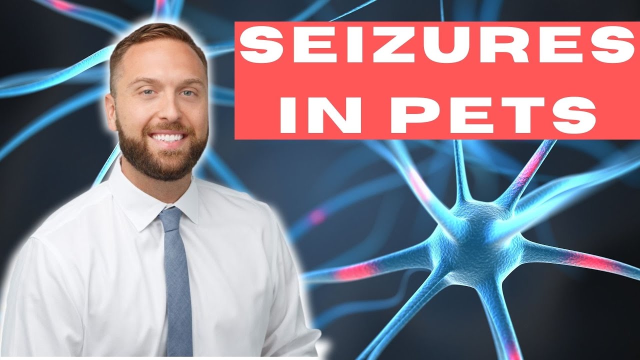 Seizures in Pets - A Primer