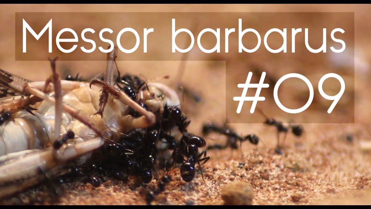 Messor barbarus - 09 - After the Vacation