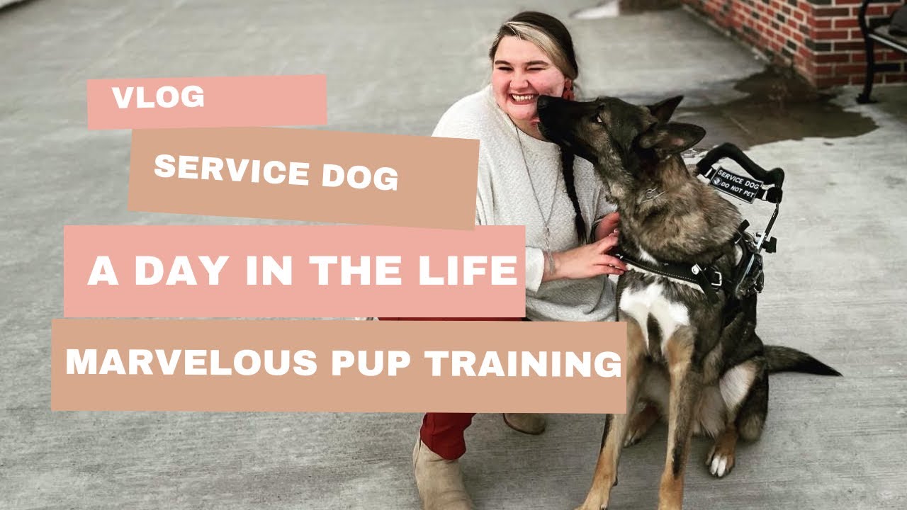 Service Dog Vlog| A day in our life| Meet Up at the mall for training and birthday celebration