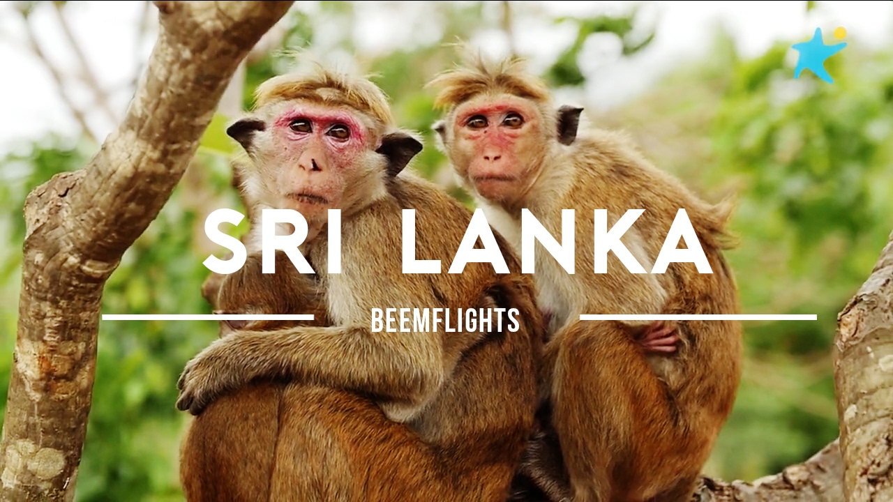 Travel Report: Sri Lanka