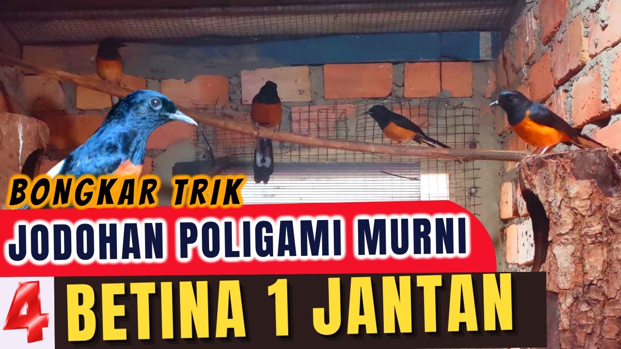 SUKSES TRIK CARA PENJODOHAN POLIGAMI MURNI 1 JANTAN 4 BETINA