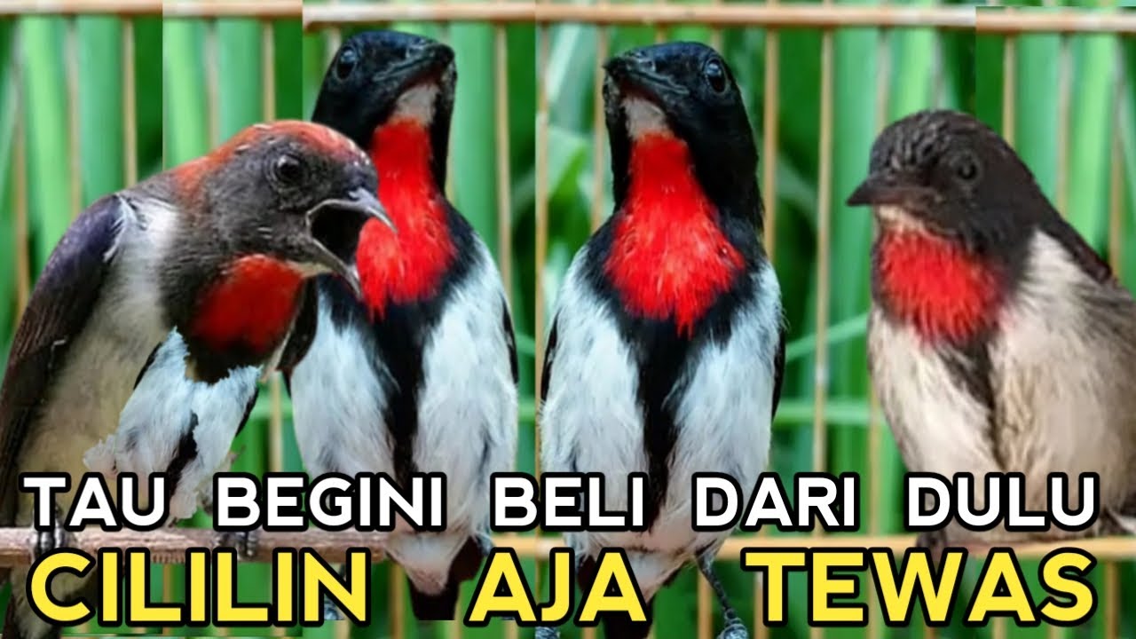HARGA PULUHAN RIBU TAU GINI BELI BURUNG LANGKA INI KALO SUDAH BUNYI PEDEZ SETAJEM SILET !!!