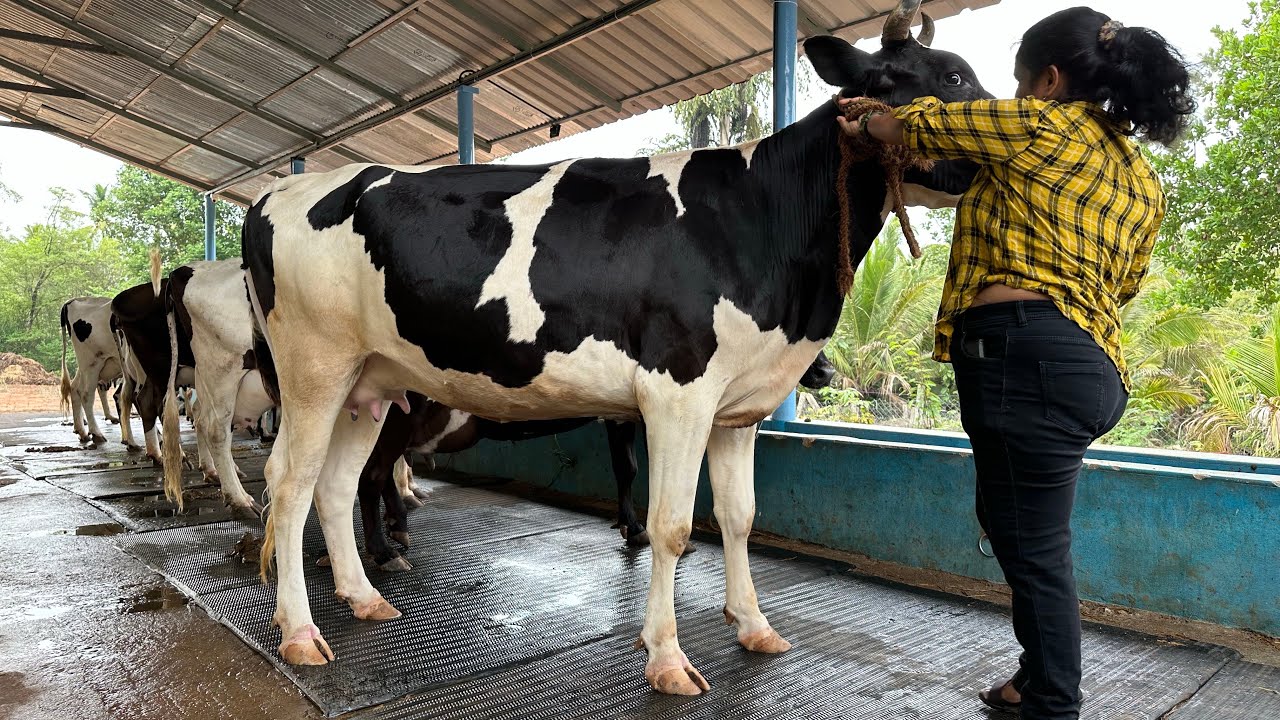 കൃഷ്ണഗിരി ചന പശുക്കളെ കേരളത്തിൽ നിന്നും വാങ്ങാം 45000 മുതൽ Cow farm Tamilnadu pollachi krishnagiri