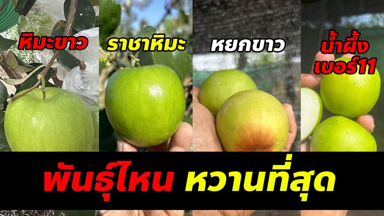 พุทรา 4 สายพันธุ์ ตัวไหนหวานสุด