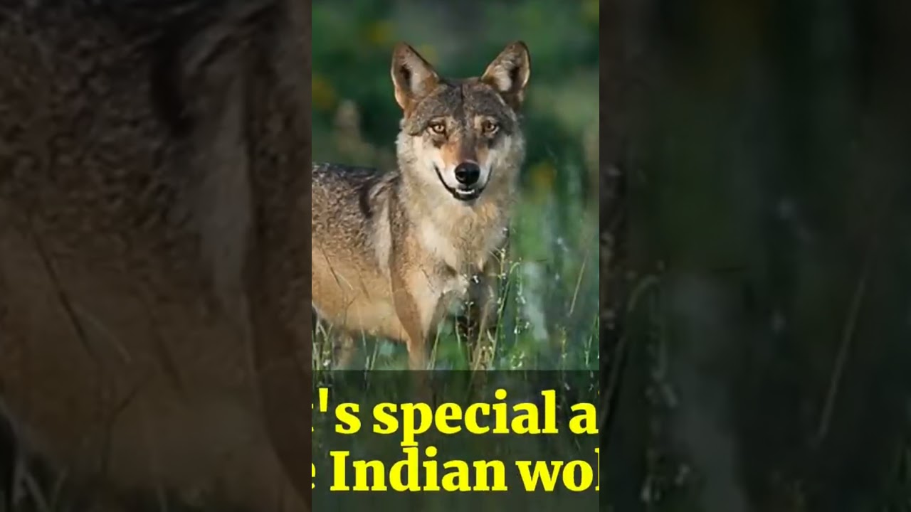 Indian Wolfs that are found in peninsular region is classified as endangered species #protectnature