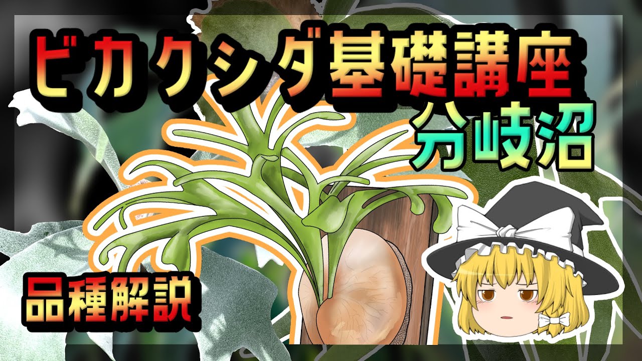 【ゆっくり解説】ビカクシダ基礎講座【品種解説】