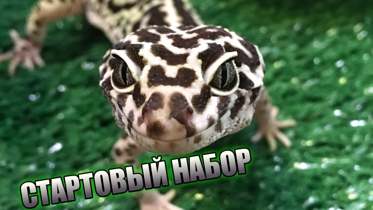 КАК СДЕЛАТЬ СТАРТОВЫЙ НАБОР ДЛЯ СОДЕРЖАНИЯ ЭУБЛЕФАРА СВОИМИ РУКАМИ В ДОМАШНИХ УСЛОВИЯХ