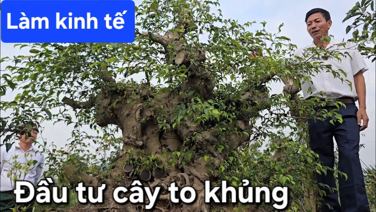 Anh Trình đầu tư hàng loạt cây to khủng để làm kinh tế 