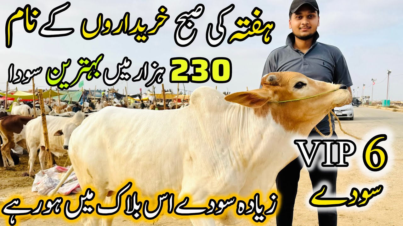 Northern Bypass Mandi Latest Update 17 May 2025 | 6 Vip Soday | Bakra Eid Season 2025