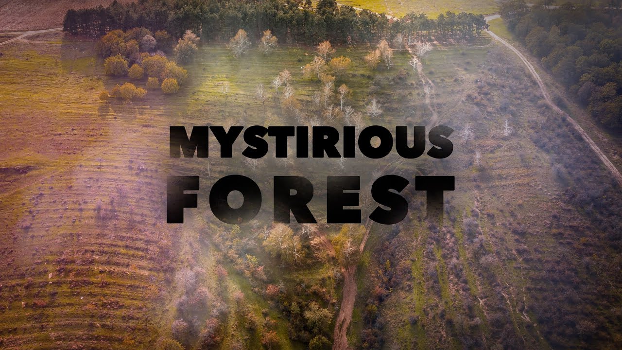 Mysterious Forest (FPV Series #5)