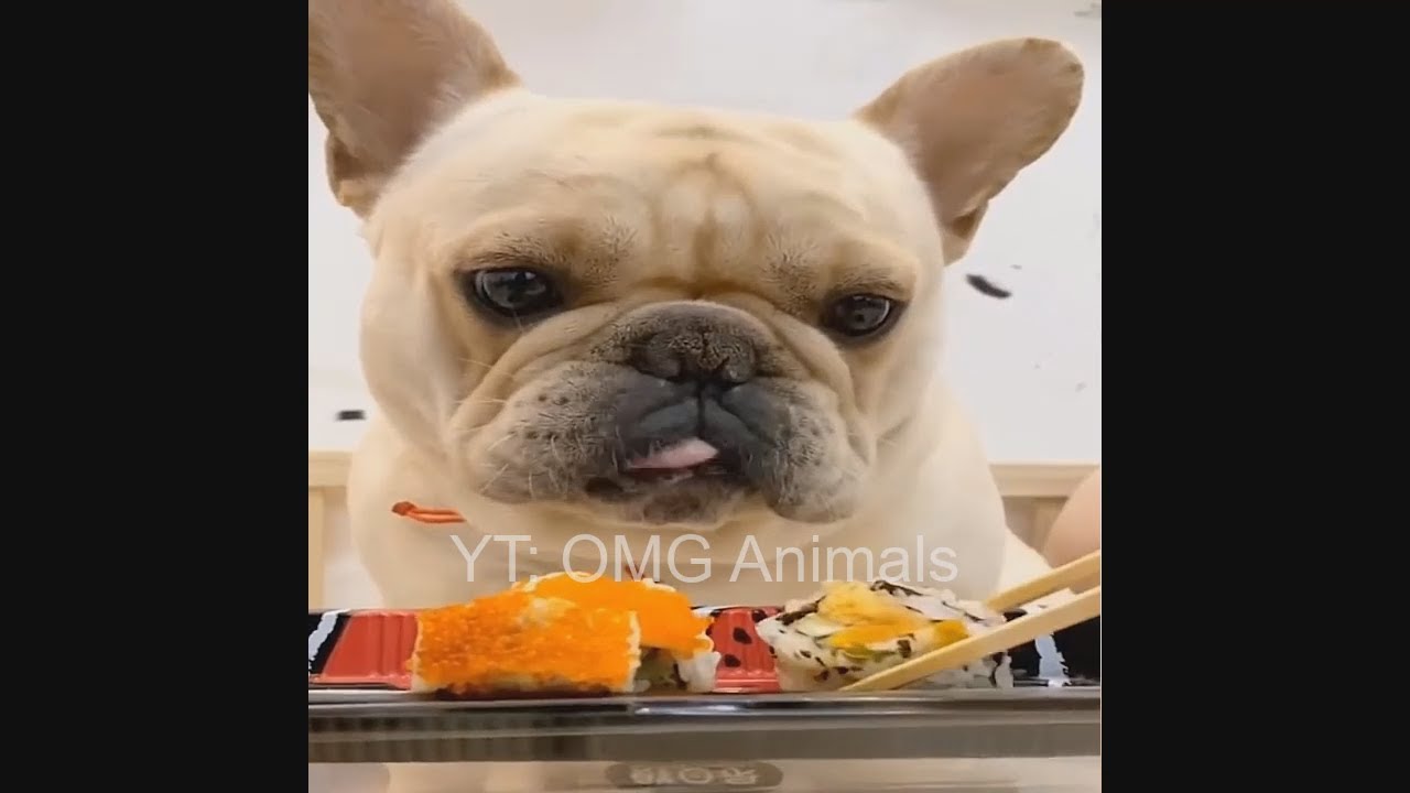 Too Cute To Be True &hearts; OMG Dogs Compilation &hearts; Paw Paw - OMG Animals