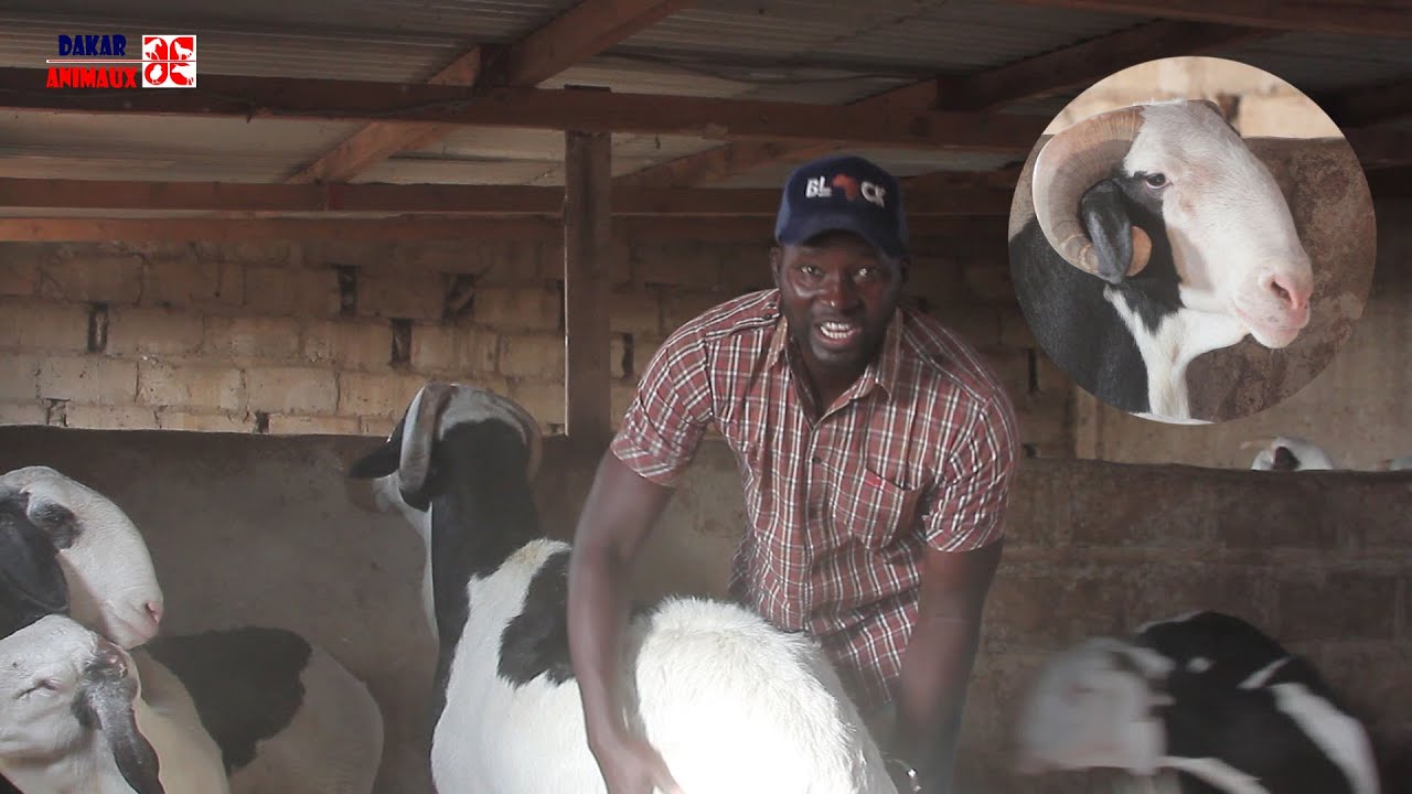 Elevage de Ladoum à Kaolack: le nouveau business des jeunes