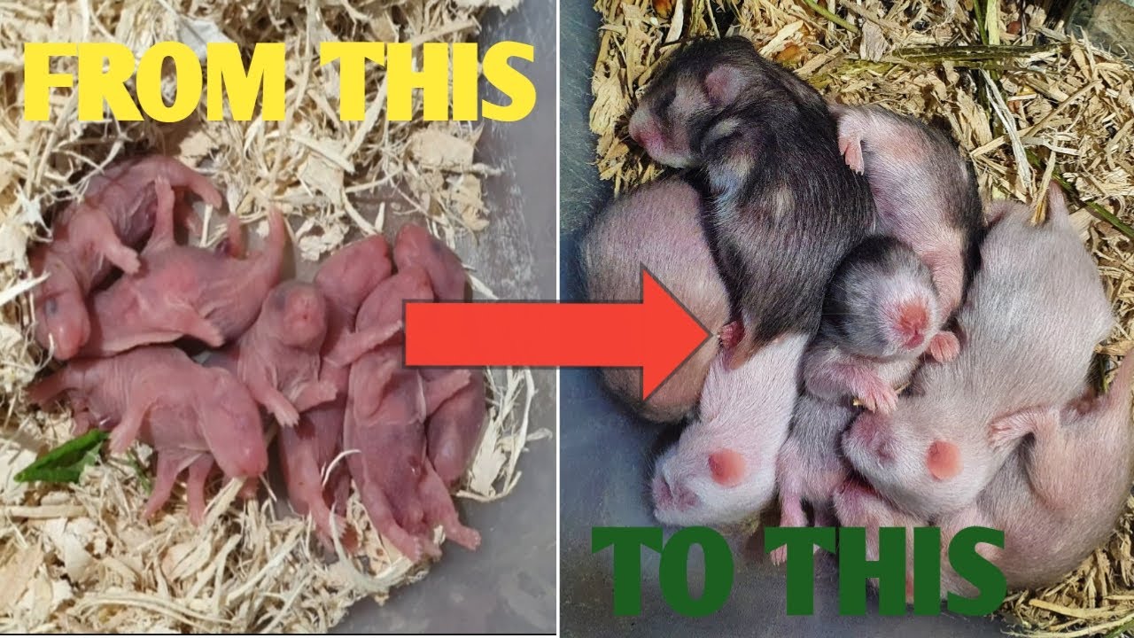 7 Cute Syrian Hamster Babies |Growing Up