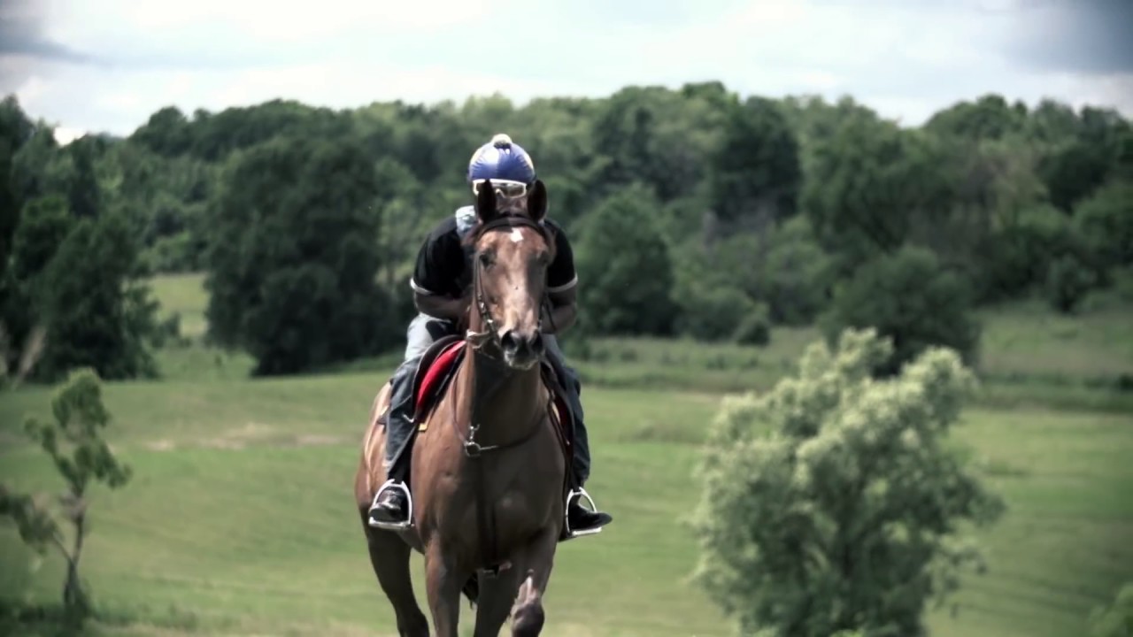 Luxury Horse Estate   King City, Ontario