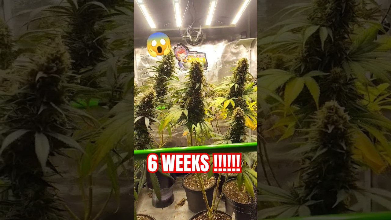 The Biggest Top Colas You Will See😱 Indoor Grow At 6 Weeks! #cbd #rock