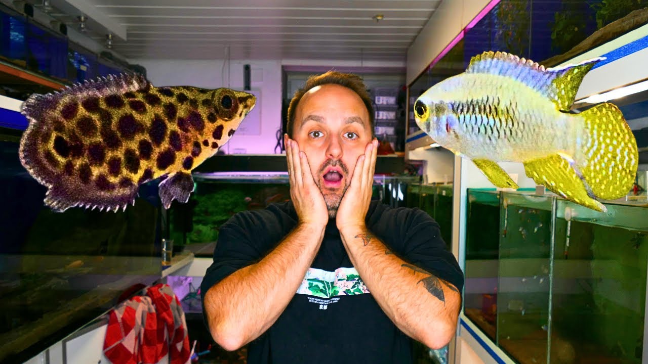 Ich habe neue Fische gekauft I Coole Buntbarsche I Kundenbestellung aus Afrika