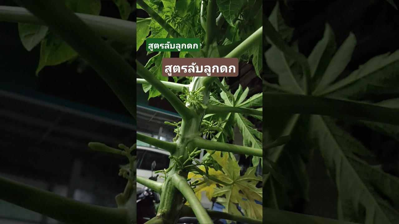 สูตรลับมะละกอลูกดก..